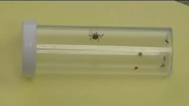 Video thumbnail for NJ man dies after tick bite causes meat allergy
