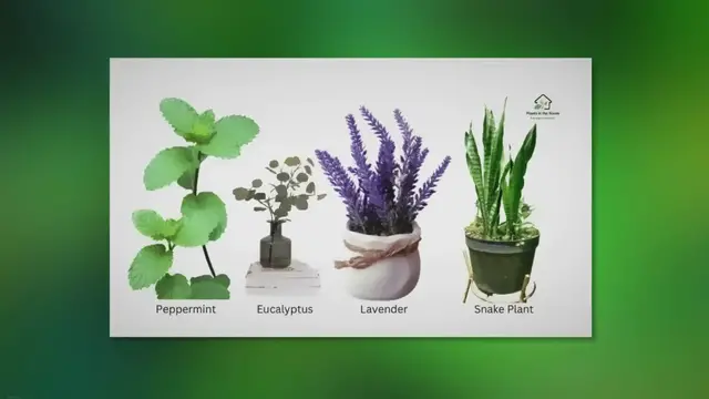 Video thumbnail for 7 Indoor Plants for Natural Headache Relief