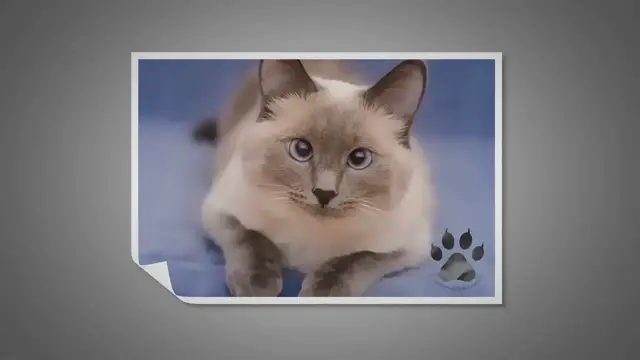 Video thumbnail for Do Siamese Cats See Well?