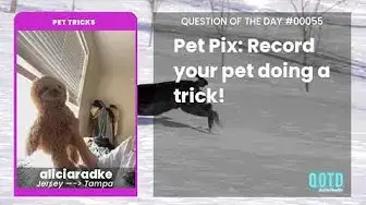 Video thumbnail for aliciaradke's pet lemur can do flips. With assistance, of course!