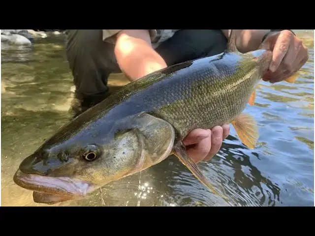 Video thumbnail for Skill and Peril | A Boy's Epic Fish Catching Adventure