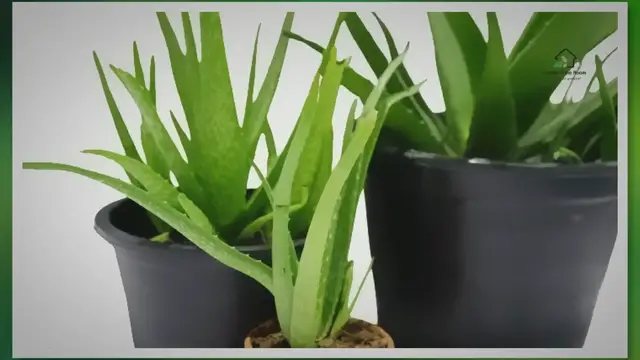 Video thumbnail for How to Take Best Care of Aloe Vera: Expert Tips