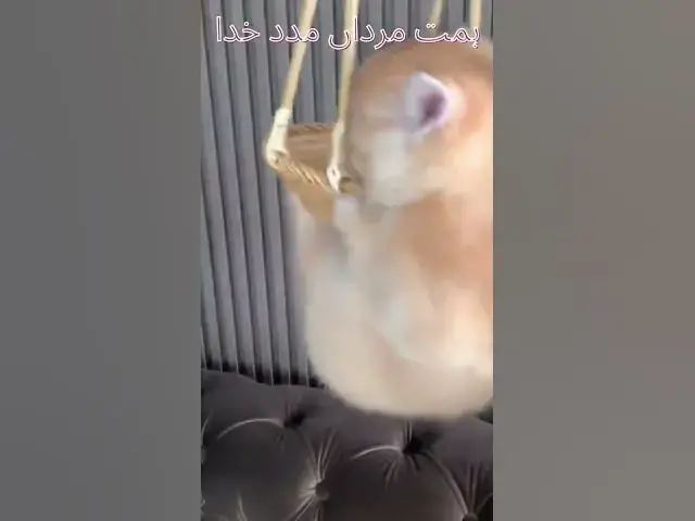 Video thumbnail for try try again till you succeed #try #cutecat #funny #funnyvideo #youtubeshorts