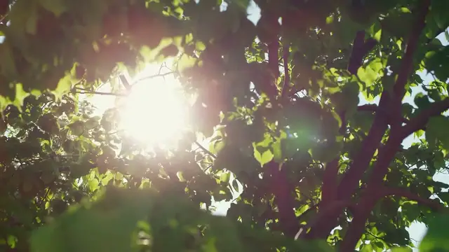 Video thumbnail for Hosta Leaf Problems