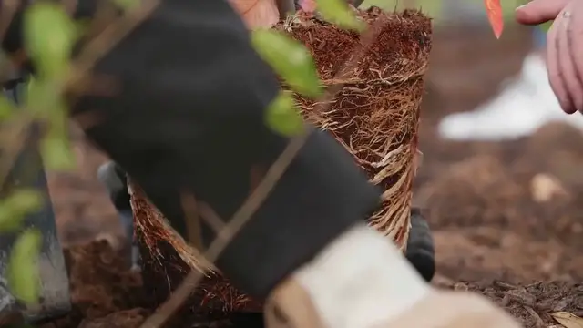 'Video thumbnail for Watering Creeping Thyme'