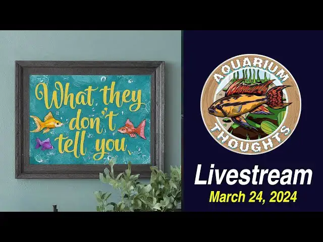 Video thumbnail for What they don't tell you about the fishkeeping hobby - March 24, 2024
