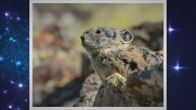 Video thumbnail for Is a Jackrabbit a Hare? Explained!