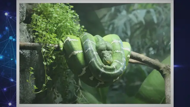 Video thumbnail for How to Safely Get Rid of Mites on a Snake