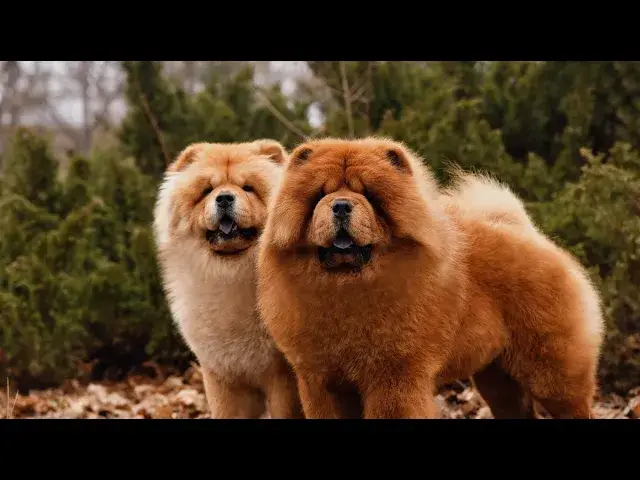 'Video thumbnail for Meet with 9 Great Jowls Dog Breeds'