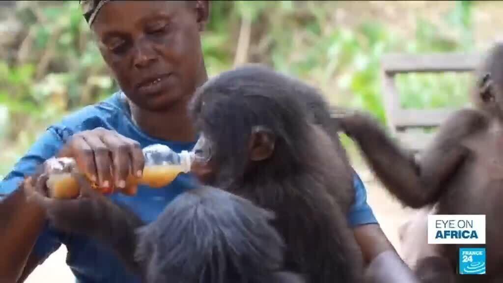 Video thumbnail for From poachers to refuge: The world's only bonobo orphanage is hidden in DR Congo