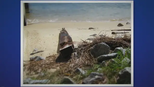 Video thumbnail for Limpet Habitat and Facts: Exploring their Fascinating World