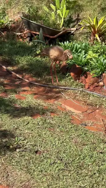 Video thumbnail for Clever Seriema Chasing a Runaway Palm Nut Downhill