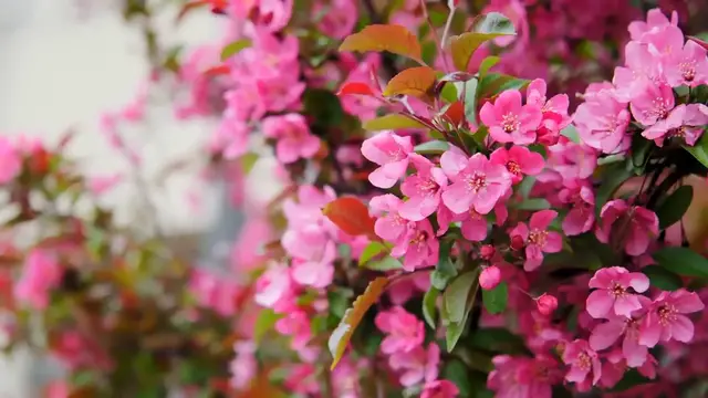 Video thumbnail for How to Grow Hydrangea