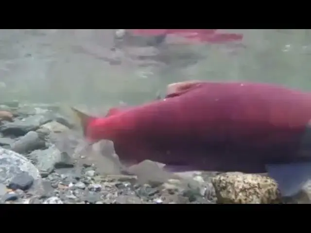 Video thumbnail for Real moment of salmon fish laying Eggs