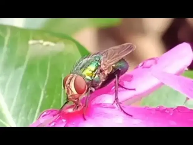 Video thumbnail for Houseflies