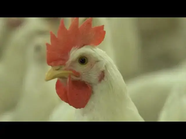 Video thumbnail for What kind of fencing is best for chickens?