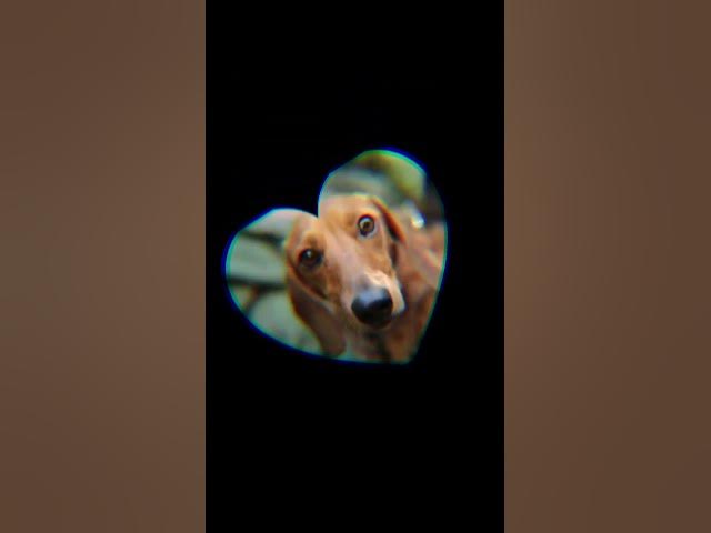 Video thumbnail for dachshunds everywhere