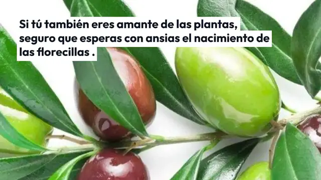 'Video thumbnail for Con una pizca de esto florece instantáneamente cualquier flor que tengas en casa'
