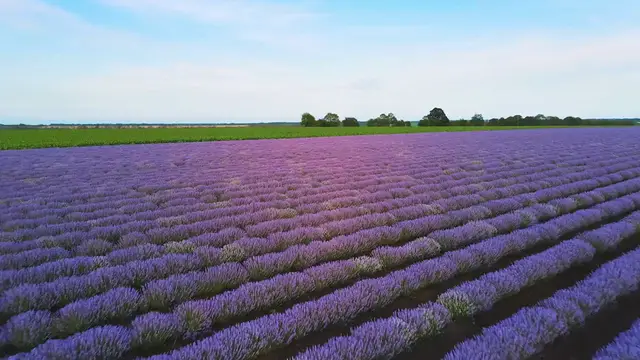 Video thumbnail for Best Soil For Lavender