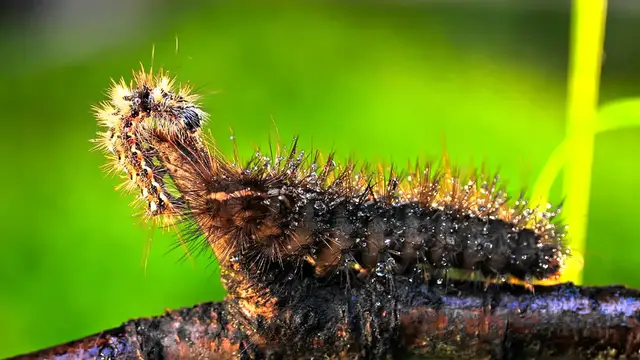 Video thumbnail for SUPER MACRO WORLD