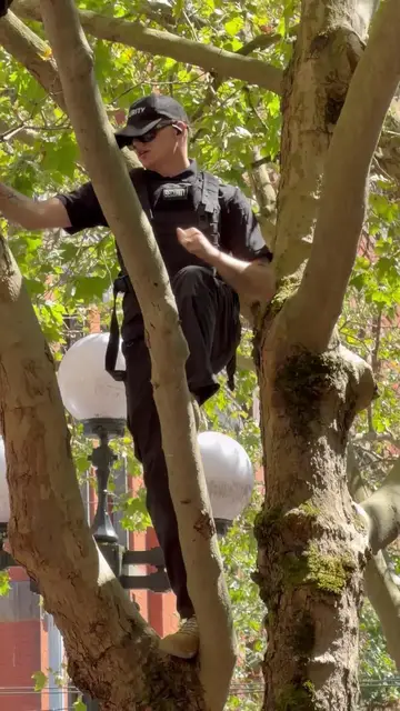 Video thumbnail for Security Guard Dancing in a Tree above Seattle Crowd