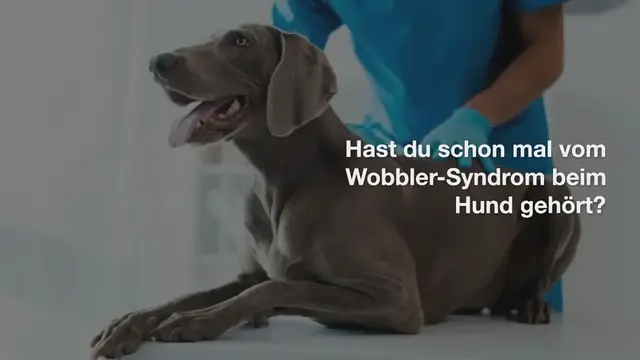 Video thumbnail for Wobbler-Syndrom beim Hund: Erkennen, Ursachen & Behandlung