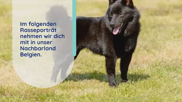 Video thumbnail for Schipperke im Rassenporträt (mit Bildern und Informationen)