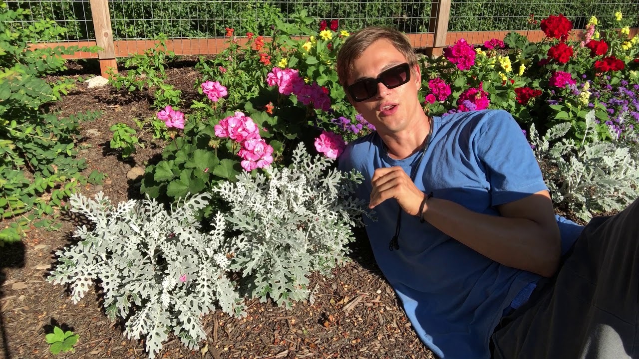 Video thumbnail for Drought Tolerant Plants - Silver Foliage