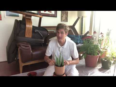 Video thumbnail for Aloe vera: An Easy to Grow Houseplant