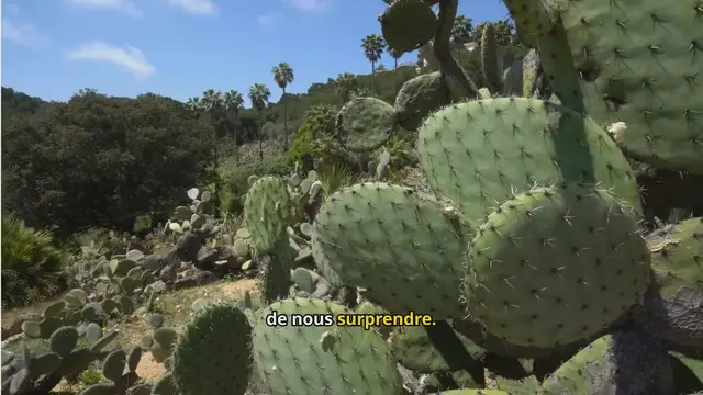 'Video thumbnail for Figue de Barbarie : Le Super Fruit du Désert à Adopter'