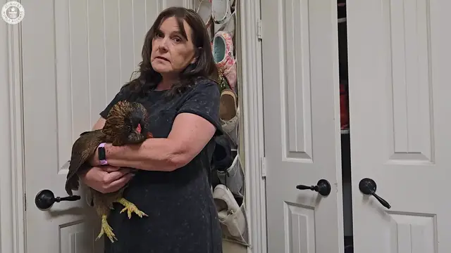 'Video thumbnail for Meet Pearl, the oldest chicken'