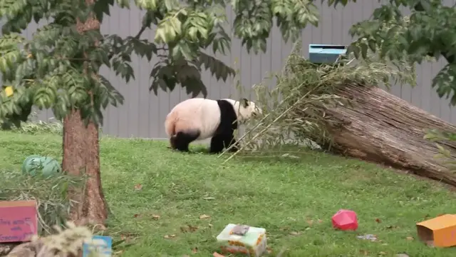 Video thumbnail for US: Giant panda Qing Bao spends fifth birthday at Smithsonian zoo.