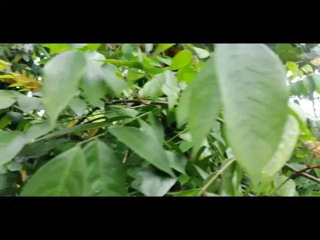 'Video thumbnail for Star Fruit'