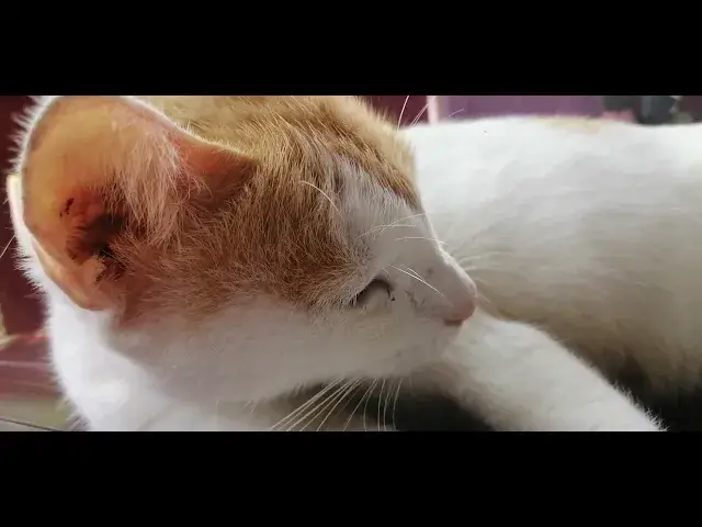 'Video thumbnail for Cat'