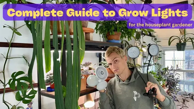 Video thumbnail for How to Use Grow Lights for Indoor Plants - Complete Guide