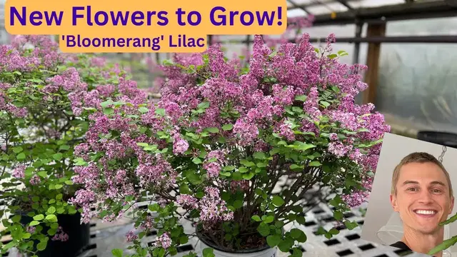 Video thumbnail for ReBlooming Lilac 'Bloomerang' - Try this New Plant!
