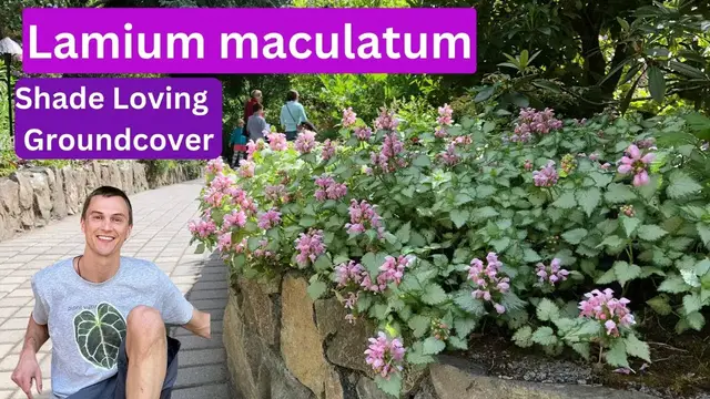 Video thumbnail for Great Groundcover - Lamium maculatum - Shade Gardens