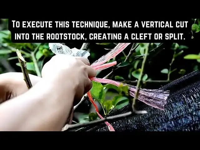 Video thumbnail for How to Graft Avocado Tree