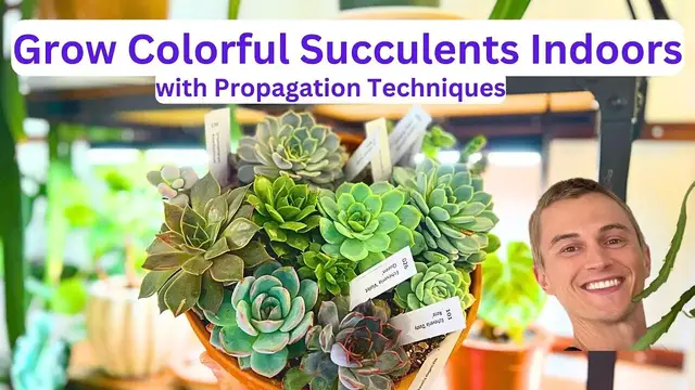 Video thumbnail for Growing Colorful SUCCULENTS INDOORS - How to Propagate Leaves & Beheading Method - Complete Tutorial