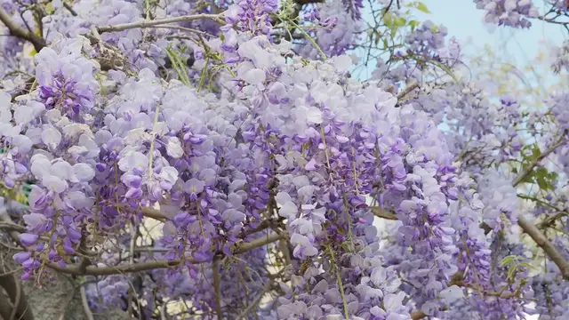 Video thumbnail for How to Grow Wisteria Vines