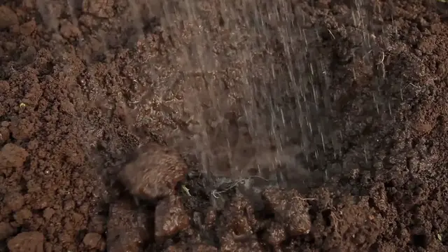 Video thumbnail for Reviving Your Spider Plant