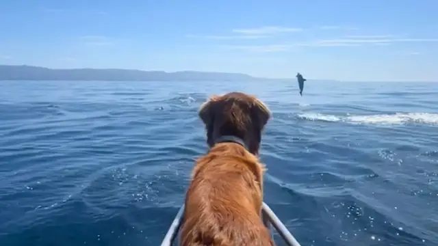 'Video thumbnail for Dog Get Treated To Amazing Show By Pod Of Dolphins'