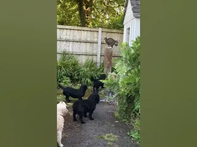'Video thumbnail for The pack having a go at a feline invader'