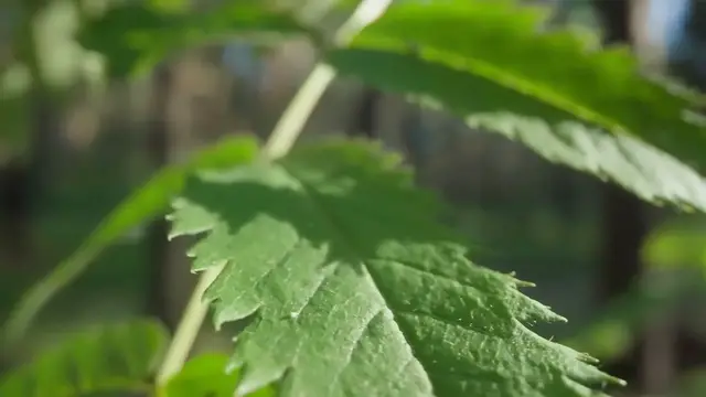 Video thumbnail for Pothos vs Philodendron