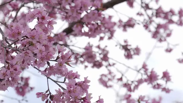 Video thumbnail for Best Flowering Shrubs for Gardens