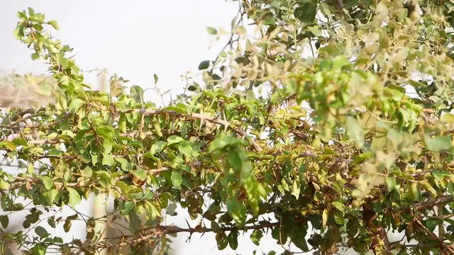 Video thumbnail for ZZ Plant Care Tips