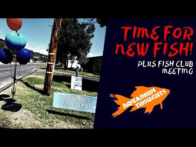 Video thumbnail for Visit to Aquarium Fish Depot and COAST Fish Club