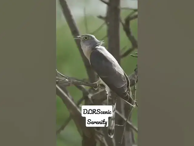 'Video thumbnail for Indian CooKoo || Indian Bird || Nature Sound || Bird Sound'