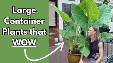 'Video thumbnail for 12 LARGE Container Plants that Make a Statement'