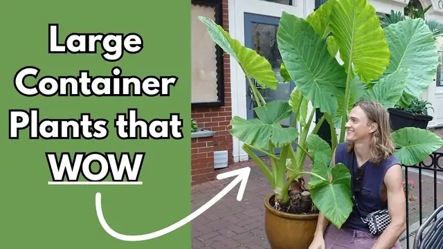Video thumbnail for 12 LARGE Container Plants that Make a Statement